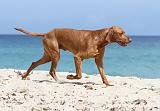 VIZSLA poil court 010